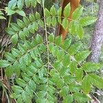 Aralia spinosa Blatt