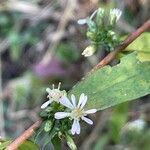 Symphyotrichum lateriflorum 花