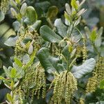 Quercus rehderiana Flor