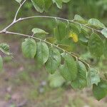 Pterocarpus angolensis Folha