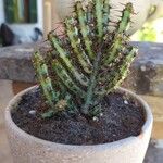 Euphorbia aeruginosa Blatt