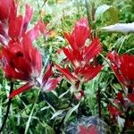 Castilleja miniata ফুল