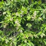 Ehretia tinifolia Flor