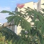 Albizia julibrissin花