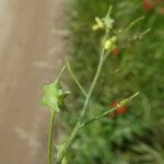 Bunias erucago Fruit