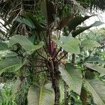 Philodendron melinonii Liść