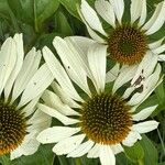 Echinacea pallida Virág