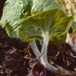 Asarum canadense Fuelha