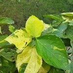 Acalypha amentacea Delienn