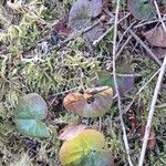 Asarum europaeum Blad