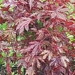 Hibiscus acetosella Φύλλο