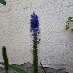 Veronica spicata Λουλούδι