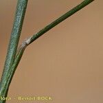 Narduroides salzmannii बार्क (छाल)