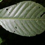 Tocoyena pittieri Leaf