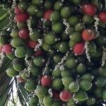 Chambeyronia macrocarpa Fruit