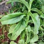 Kalanchoe lanceolata Leaf