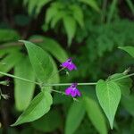 Justicia pubigera Habit