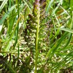 Pedicularis rostratospicata 葉