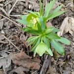 Helleborus dumetorum Flor