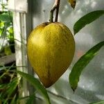 Pouteria campechiana Fruit