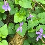 Viola elatior Flower