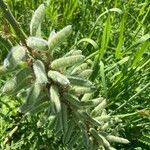 Lupinus polyphyllusHedelmä