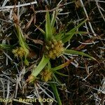 Cyperus michelianus Habit