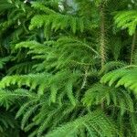 Araucaria nemorosa Hoja
