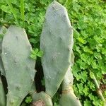 Opuntia stricta বাকল