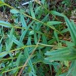 Gentiana pneumonanthe Blad