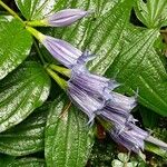 Gentiana asclepiadeaFlower