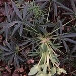 Helleborus foetidus Hoja