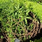 Rubia tinctorum পাতা