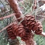 Sequoiadendron giganteum Fruit