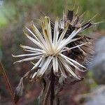 Bidens frondosa Gyümölcs