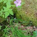 Geranium robertianumKukka