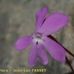 Viola cazorlensis Flower