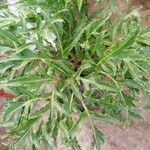 Polyscias fruticosa 葉