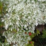 Euphorbia leucocephala Flor