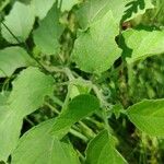 Physalis heterophylla Foglia