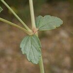 Erodium glaucophyllum ᱥᱟᱠᱟᱢ