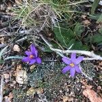 Crocus corsicus Flower