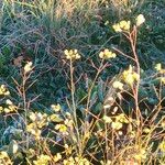 Brassica barrelieri Fleur