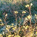 Brassica barrelieri Flower