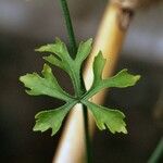 Ibervillea tenuisecta Leaf
