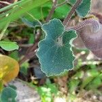 Aristolochia cretica برگ