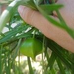 Thevetia neriifolia Fruto