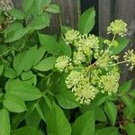 Aralia californica Liść