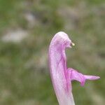 Pedicularis sylvatica Blomst