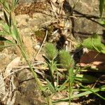 Trifolium angustifolium Bloem